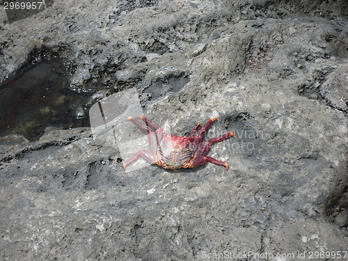 Image of crab on the stones