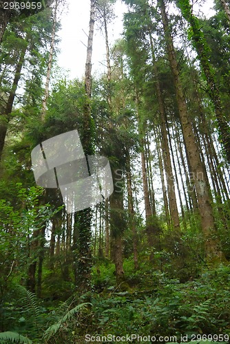 Image of Rays of light beaming trough the tree