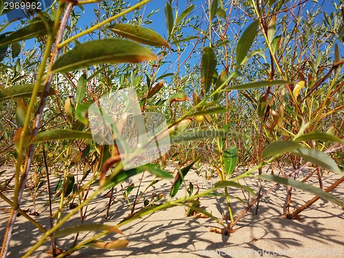 Image of Plants growing at the Baltic beach