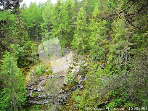 Image of Green forest. Tree with green Leaves