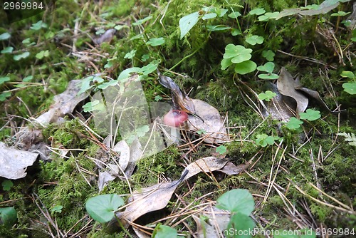 Image of mushrooms in forest