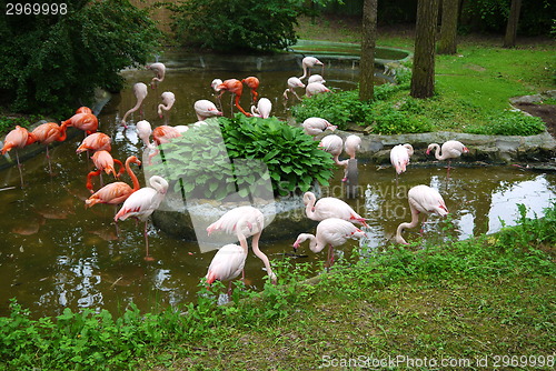 Image of Set of red flamingo