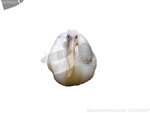 Image of Cosy bird sitting