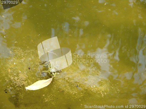 Image of Green frog swiming on grass