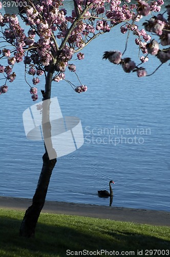 Image of black swan