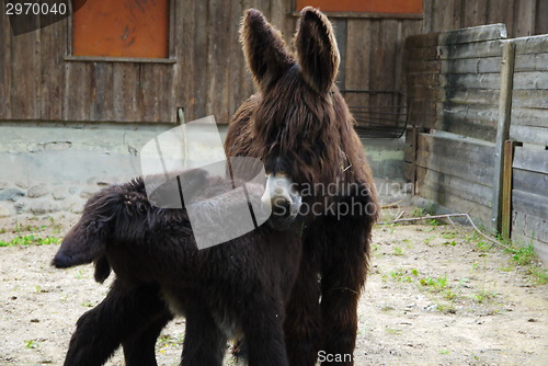 Image of Two cute Donkeys