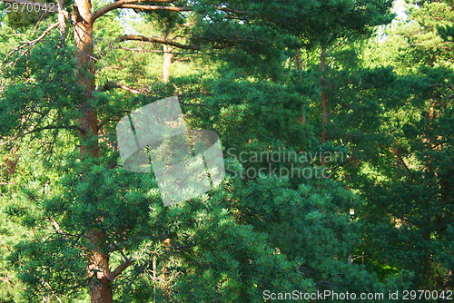 Image of fir tree forest in morning time