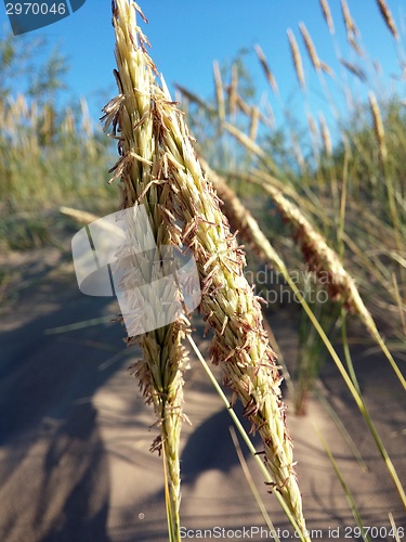 Image of Seed grass