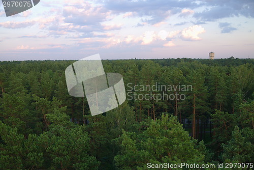 Image of Top View of Mangrove Forest