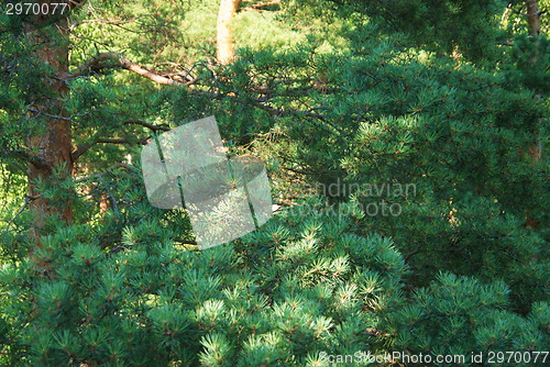 Image of fir tree forest in morning time