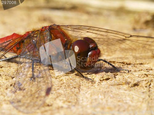 Image of red dragonfly