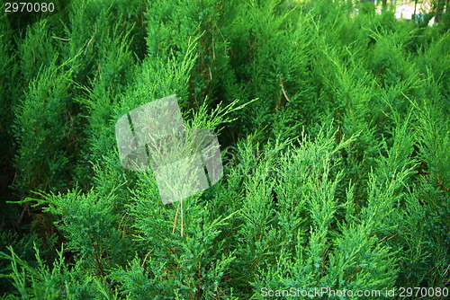 Image of fir tree forest in morning time