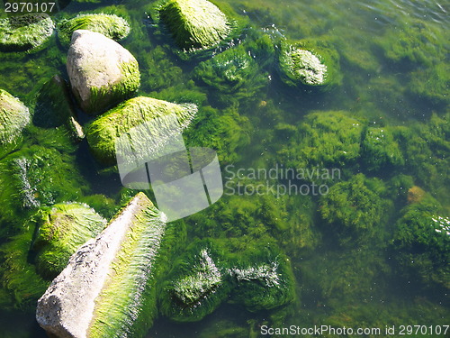 Image of Seaweed on rocks at beach