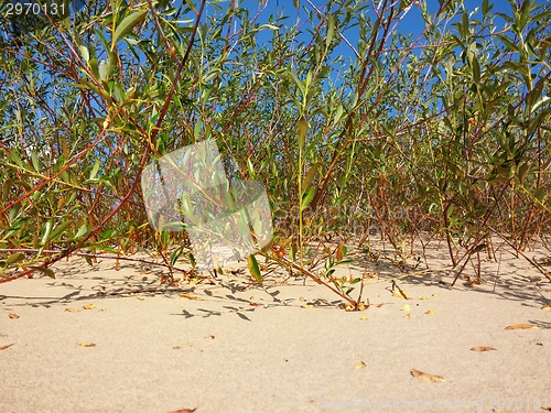 Image of Plants growing at the Baltic beach