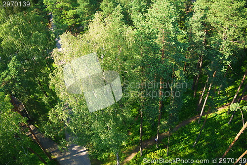 Image of fir tree forest in morning time