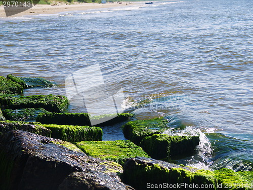 Image of Seaweed on rocks at beach