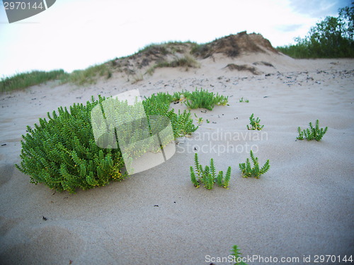 Image of beach with sand dunes