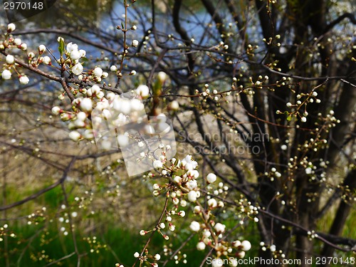 Image of European cherry