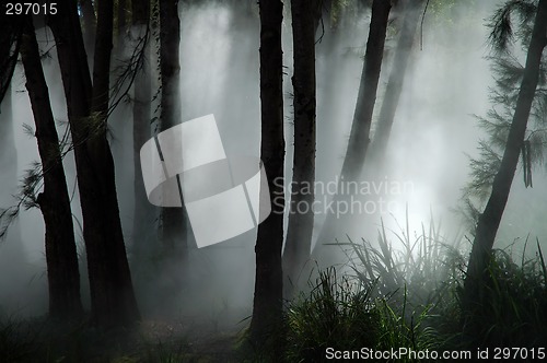 Image of forest haze