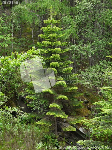 Image of Green forest. Tree with green Leaves