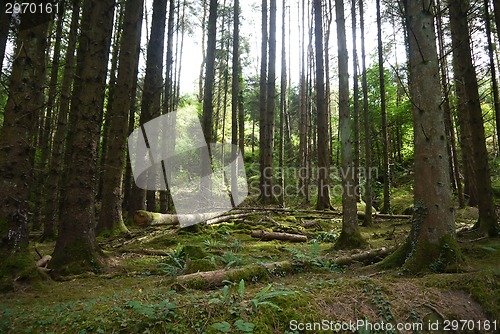 Image of Rays of light beaming trough the tree