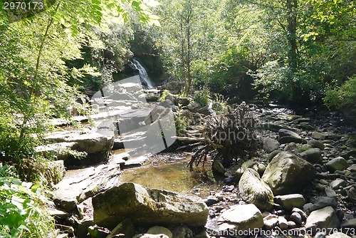 Image of river in the forest