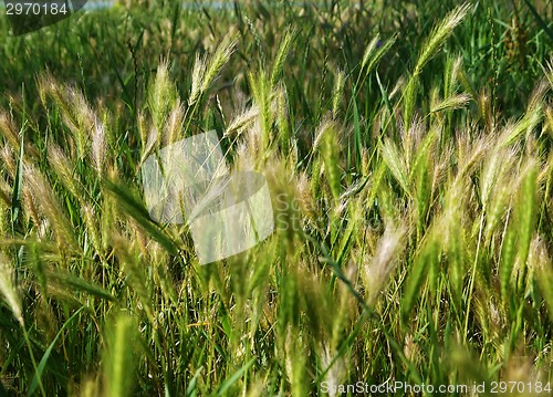 Image of Green young seed grass in spring
