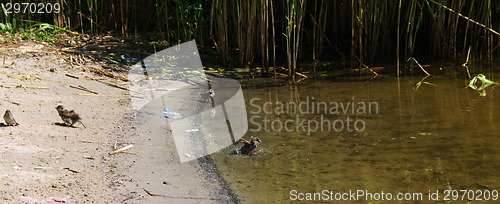 Image of Sandpiper wading bird at river shore