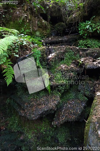 Image of forest trees. nature green wood