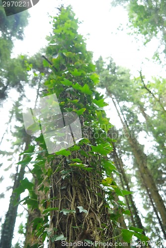 Image of Rays of light beaming trough the tree