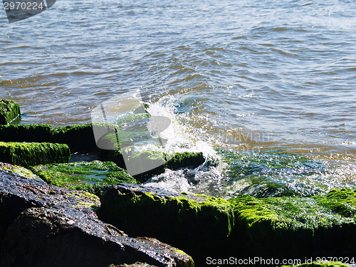 Image of Seaweed on rocks at beach