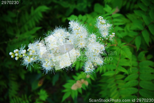 Image of Flowers of the cherry blossoms