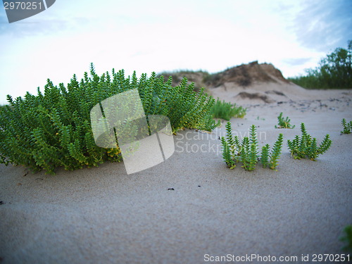 Image of beach with sand dunes