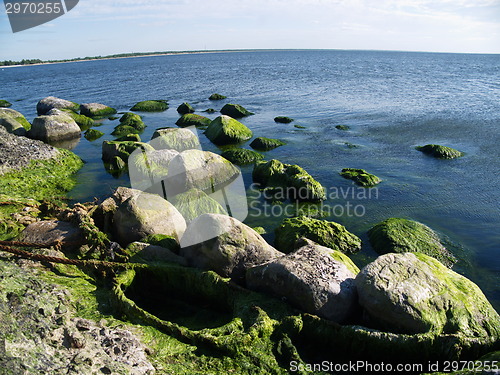 Image of Seaweed on rocks at beach