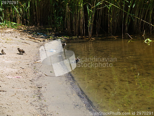 Image of Sandpiper wading bird at river shore