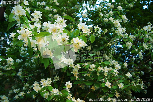 Image of Flowers of the cherry blossoms