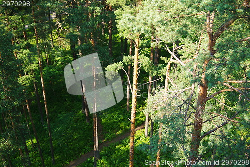 Image of fir tree forest in morning time