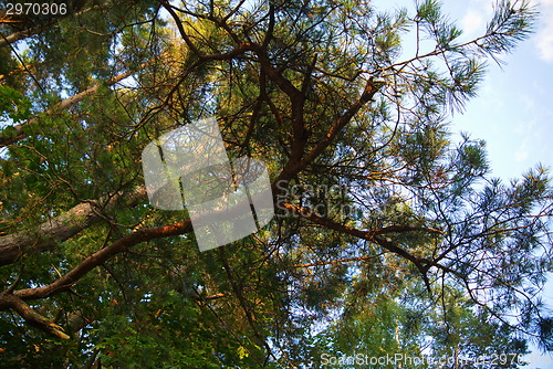 Image of pine on the blue sky.