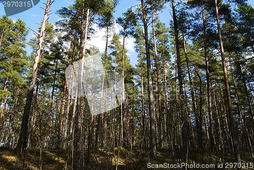 Image of pine tree forest