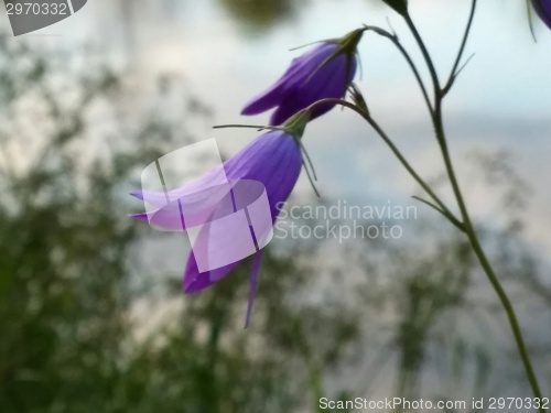 Image of purple flowers