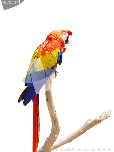 Image of Colorful Parrot on a Tree Branch