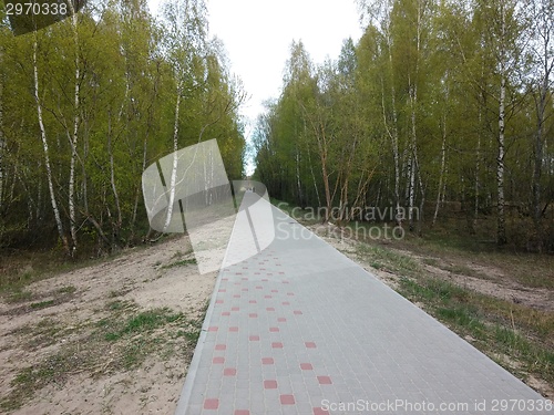 Image of road running through the deciduous forest.