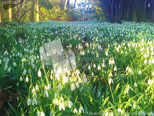 Image of Closeup snowdrops