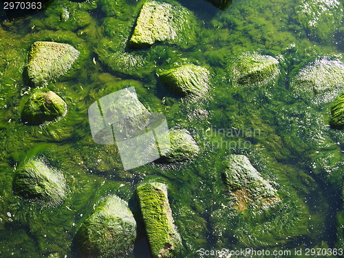 Image of Seaweed on rocks at beach