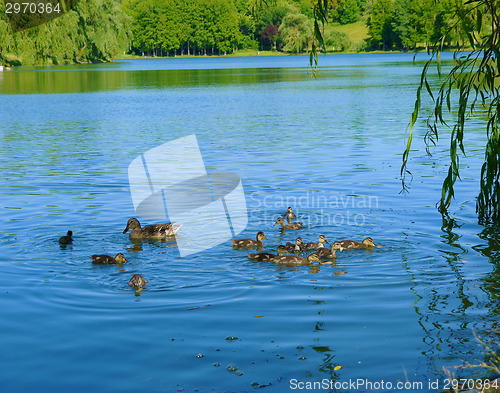 Image of Mother duck with babys