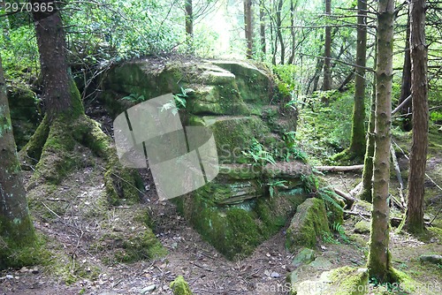 Image of Runs of temple in the forest.