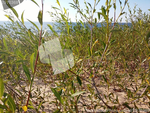 Image of Plants growing at the Baltic beach