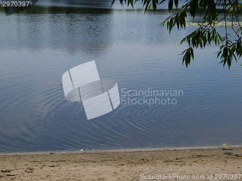 Image of Sandpiper wading at river shore