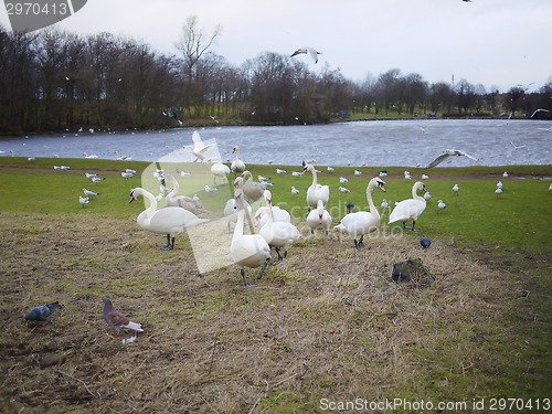 Image of Swans protecting their nest