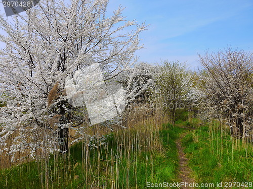 Image of European cherry